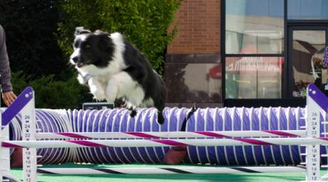 NATIONAL DOG SHOW