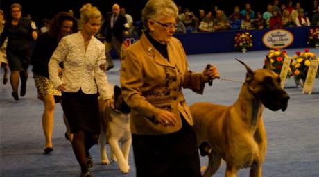 NATIONAL DOG SHOW