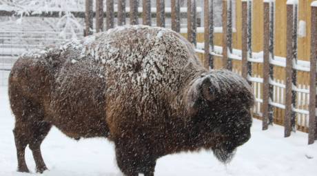 elmwood park zoo snow bison
