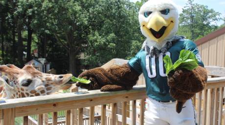 Swoop at Elmwood Park Zoo
