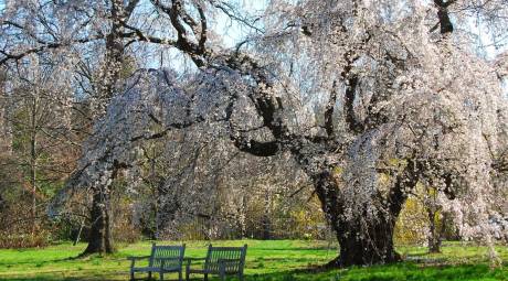 morris arboretum cherry blossoms