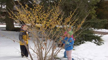 MORRIS ARBORETUM