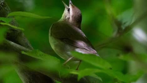 Swainson's Warbler