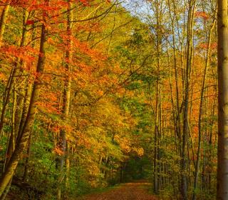 GAP Fall
