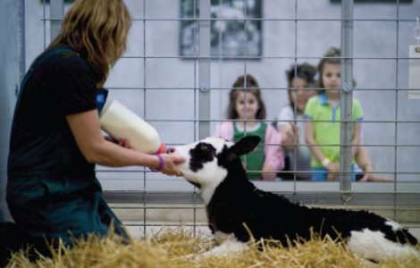 Fair Oaks Farms feeding a calf