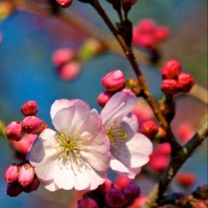 Cherry Blossom Festival