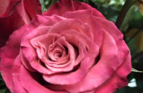 rose
