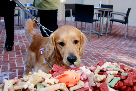 Pet Friendly Things To Do In Alexandria Pet Friendly Hotels No Need To Leave Sparky At Home Alexandrians Love Their Pets