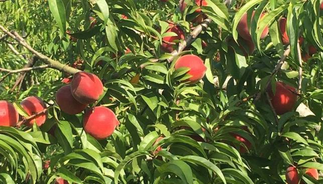 Mount Pleasant Farms Peaches