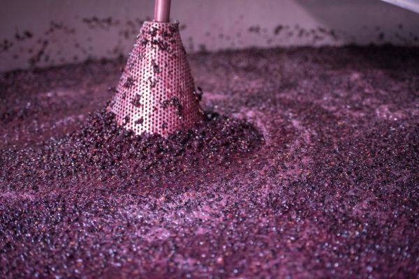 Fermenting red grapes during the harvest process