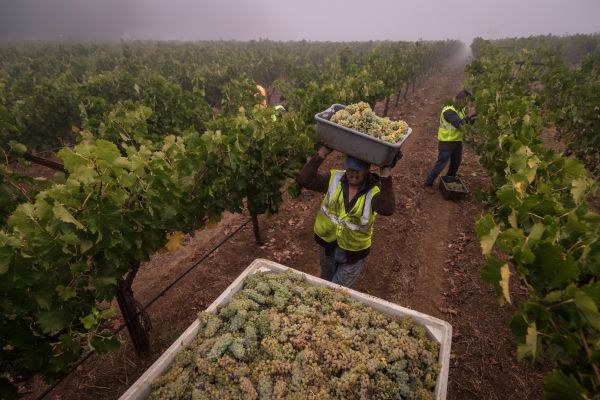 Harvest workers bring in Napa Valley grapes