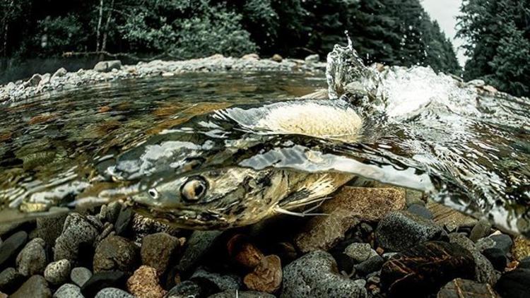 Winner of the #JuneauSalmon