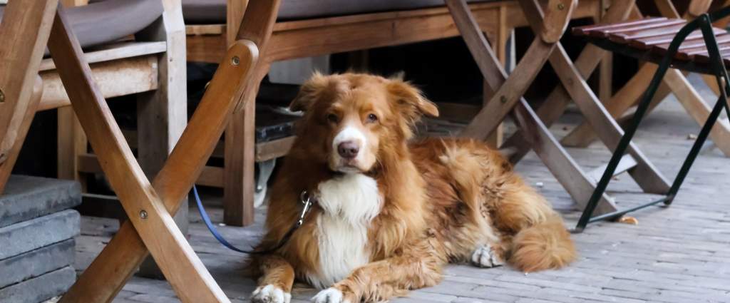 Pet Friendly Napa Valley Dogs Are Welcome At Many Wineries Pet Friendly Napa Valley Dogs Are Welcome At Many Wineries Restaurants And Lodging