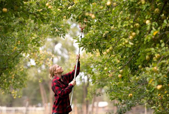 A good day of picking just might result in a apple crisp pie.
