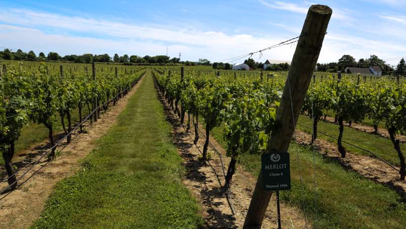 Newport Vineyards