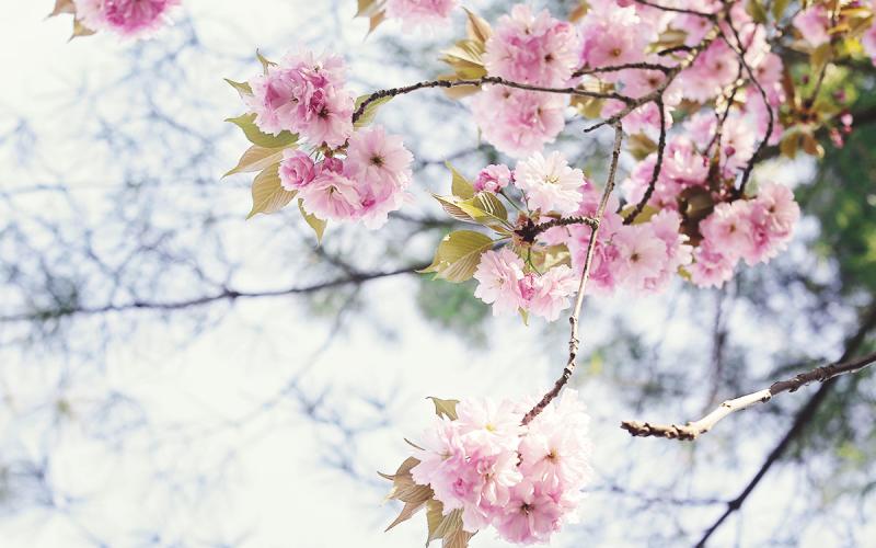 6 Picturesque Spots To Enjoy Howard County S Cherry Blossoms This Since 2004 Howard County Has Been Home To A Growing Number Of Kwanzan Cherry Blossom Trees Date Over 1 800 Have Planted Thanks Blossoms