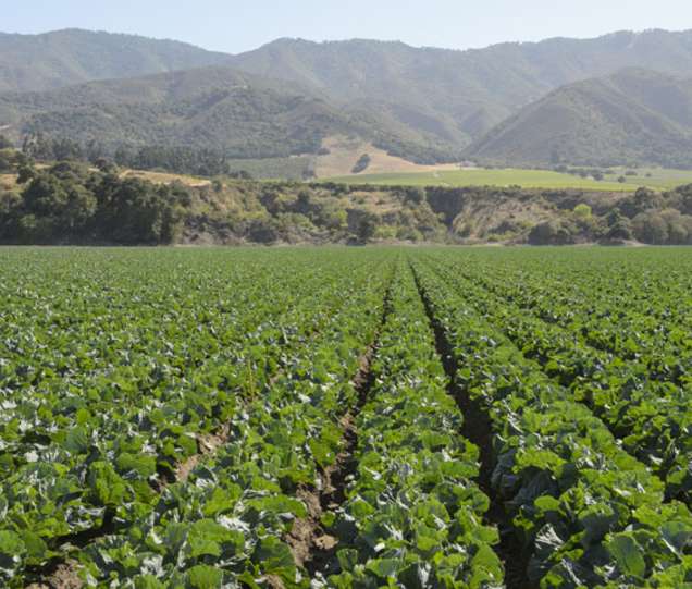 Image result for Monterey County crops