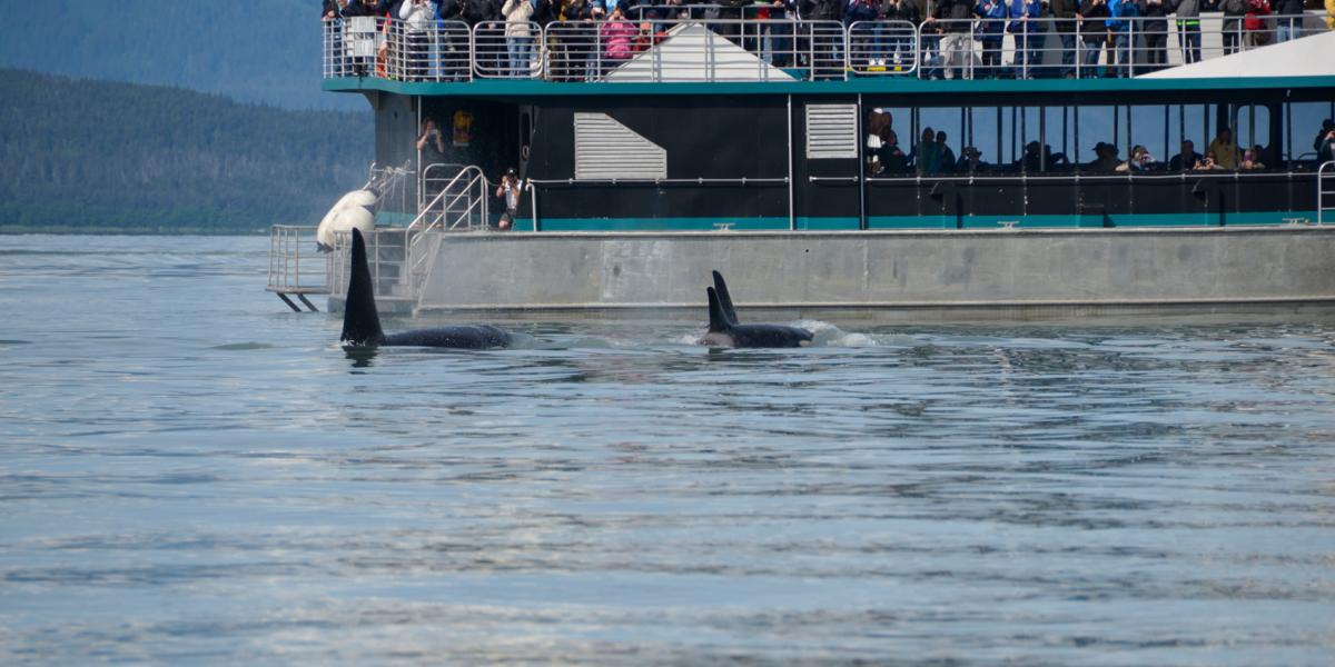 Whale watching