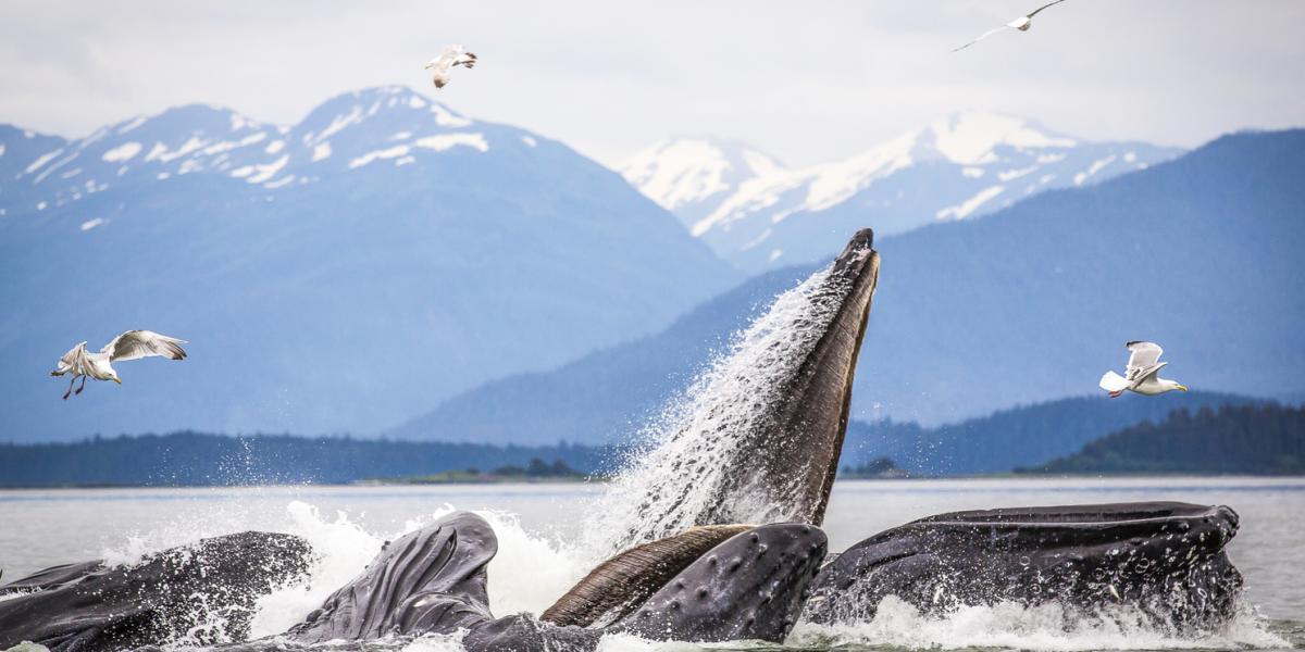 Whale Watching