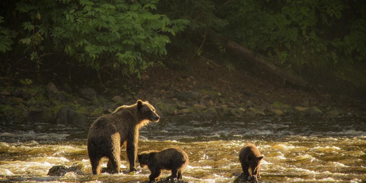 Bear Family
