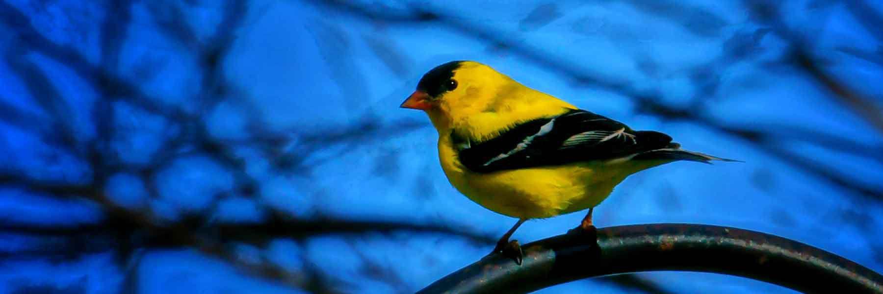 Bird Watching