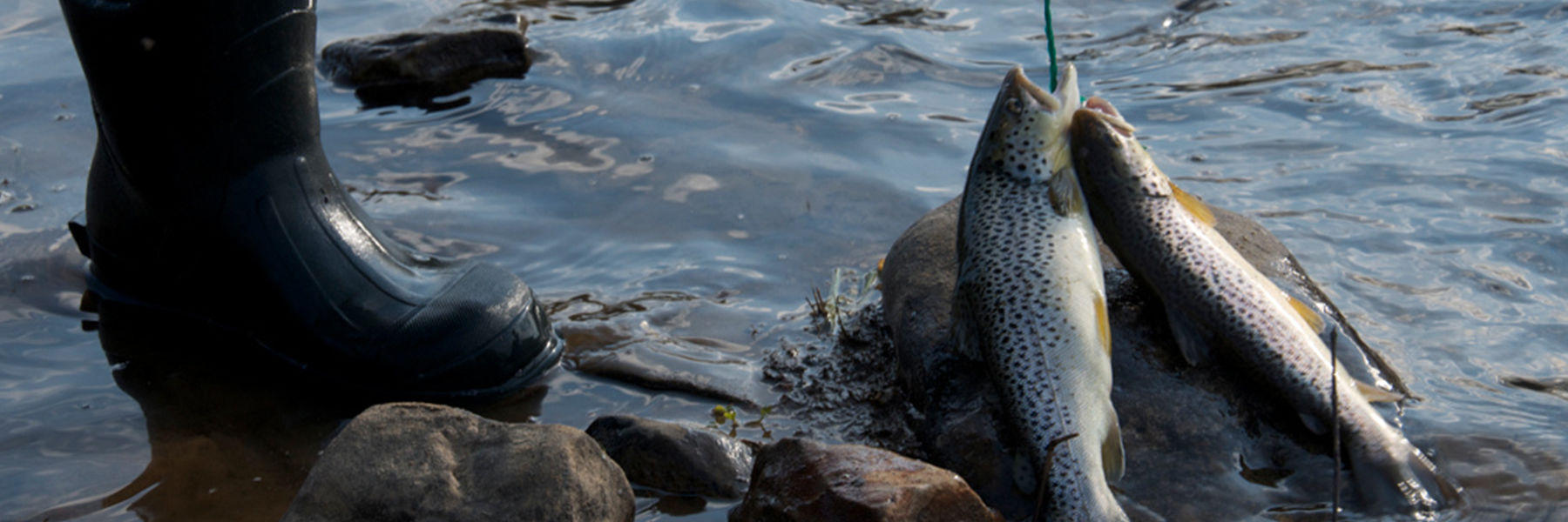 Fishing