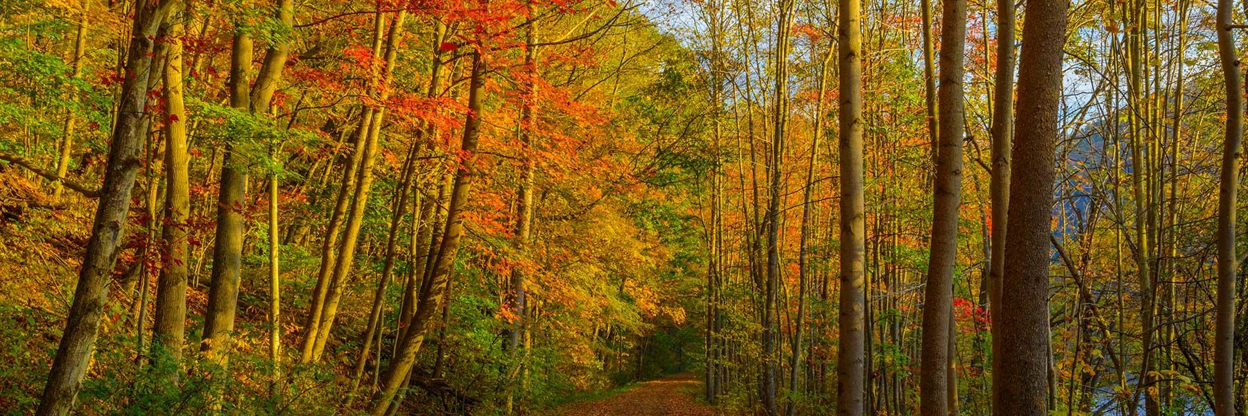 GAP Fall