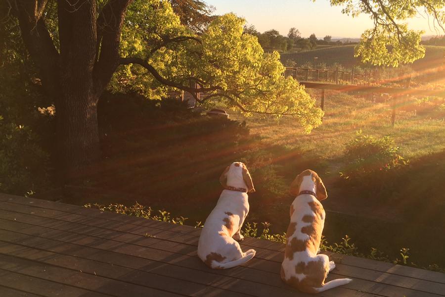 friendly wineries napa napa valley woofers pet friendly wineries the visit napa valley friendly wineries napa napa valley woofers pet friendly wineries the visit napa valley