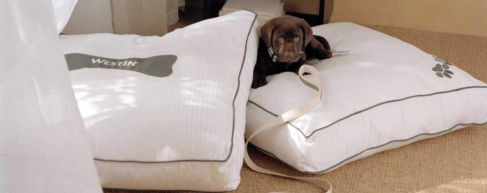 Pet Friendly Hotels Washington Dc Metro Fairfax County Va Pet Friendly Hotels