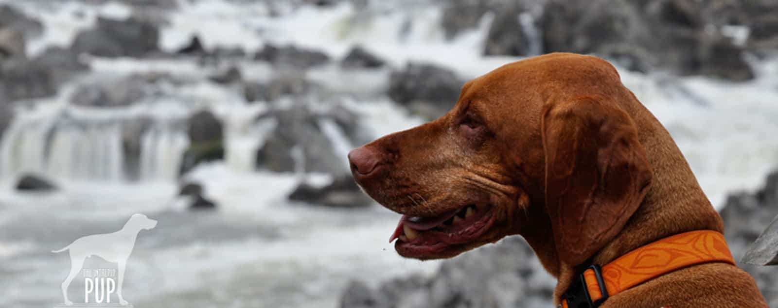 Pet Friendly Vacations & Travel in Washington, DC & Fairfax, Virginia