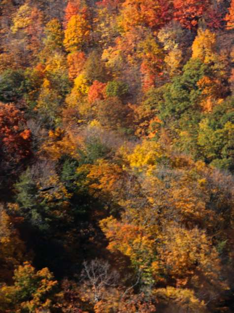 Thacher Park in the Fall