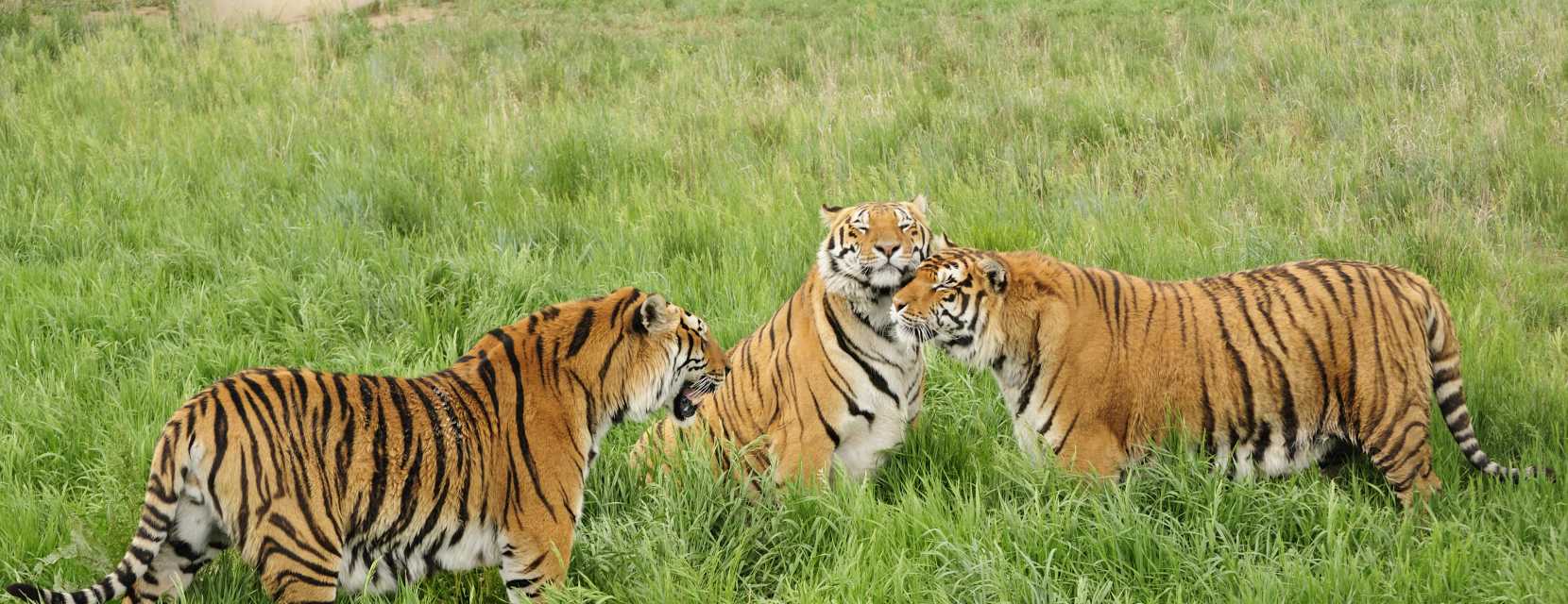 Tigers at the Wild Animal Sanctuary.