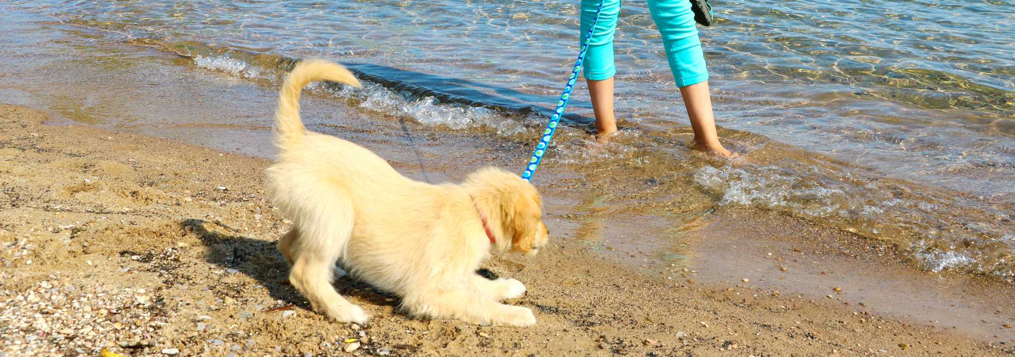 Pet Friendly Travel Traverse City Mi