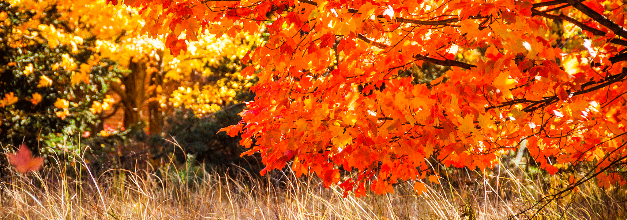 autumn header