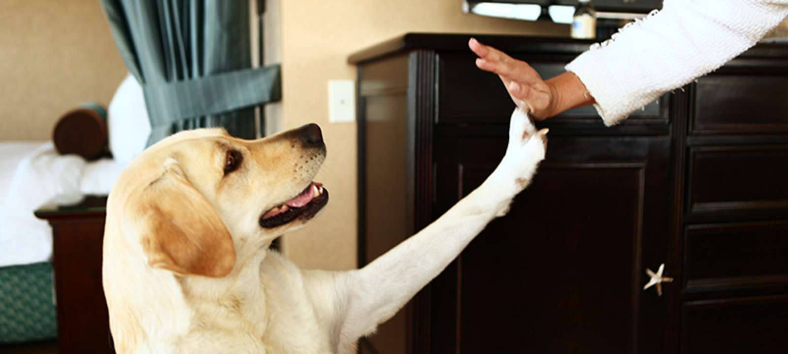 Pet Friendly Hotels In Huntington Beach Amenities And Fees Pet Friendly