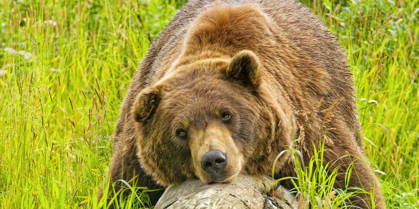 wildlife tours anchorage alaska