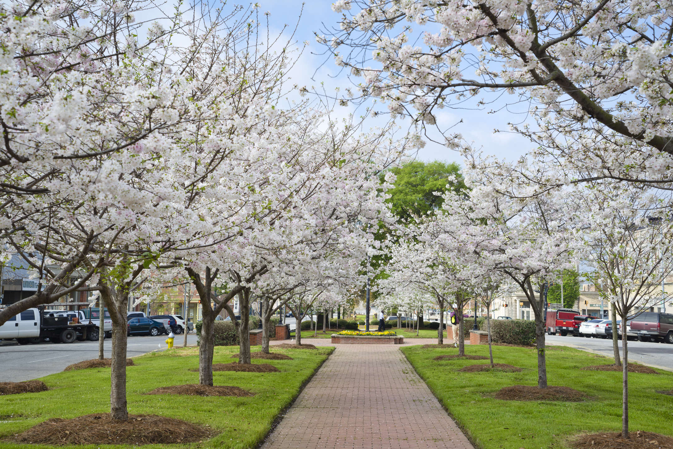 The Beauty Behind Macon's Yoshino Cherry Trees