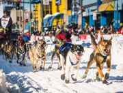 Sled dogs race down Fourth Avenue at the start of the Iditarod.