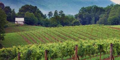 Through the Grapevine