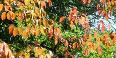 September 15 Fall Color Report