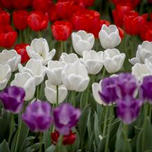 Tulip Time Day at the Lake celebrated by 4,000+