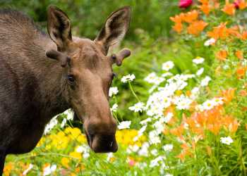 Moose wildlife viewing