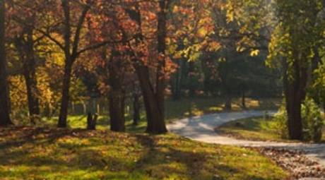 Fall Foliage