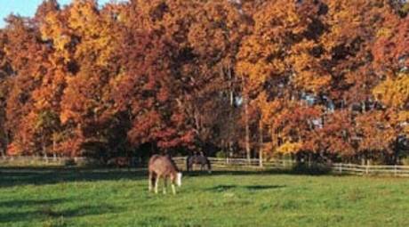 Fall Foliage
