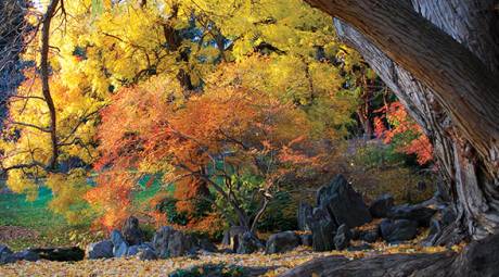 Fall Foliage - Unique Ways - Morris Arboretum