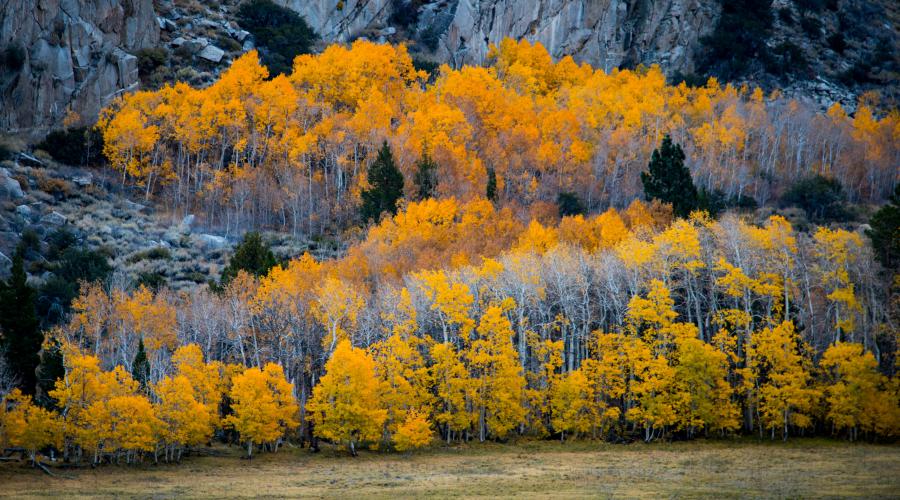 mono county tourism fall colors