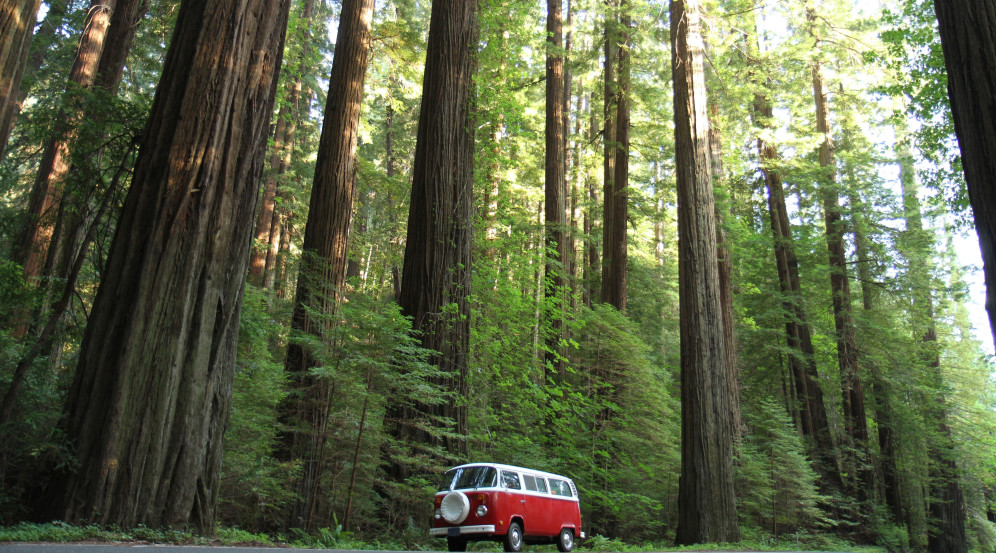 Avenue of the Giants