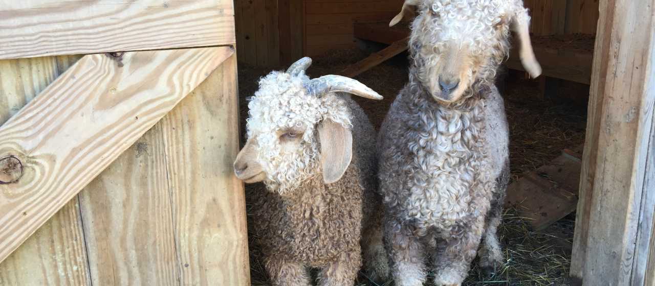 Goats at Cherry Mountain Farm}