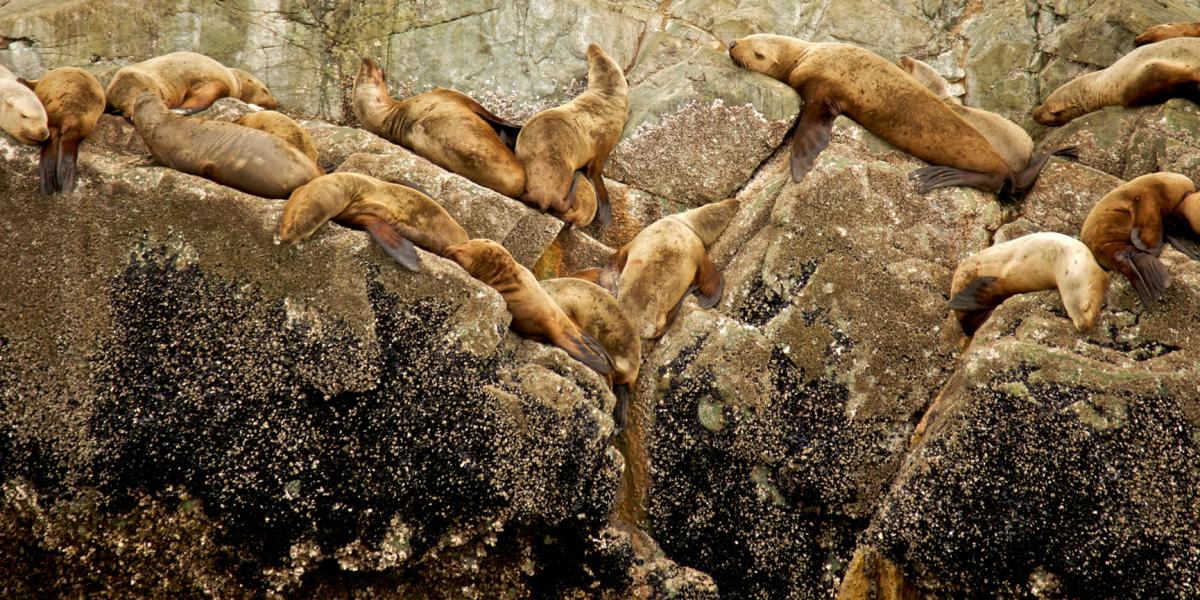 Sea Lions on the Rocks