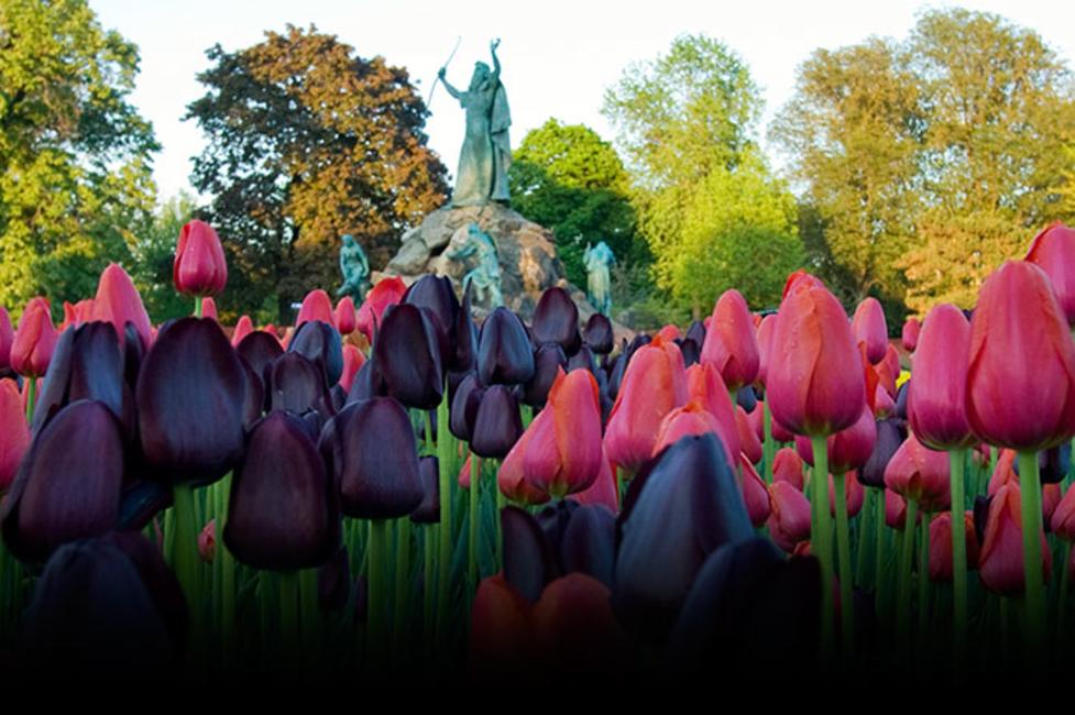 Washington Park tulips and King Memorial Fountain. Photograph - Beth Hickox; Courtesy Albany Tulip F Washington Park tulips and King Memorial Fountain. Photograph - Beth Hickox; Courtesy Albany Tulip F